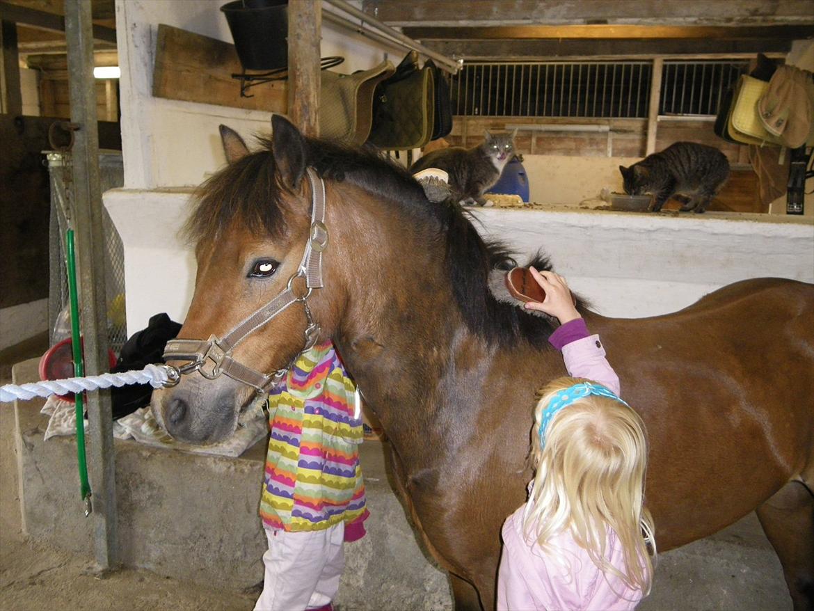 Welsh Pony af Cob-type (sec C) LL. Lundsgårds Jeppe - Jeppe elsker der nogen der nusser om ham. billede 3