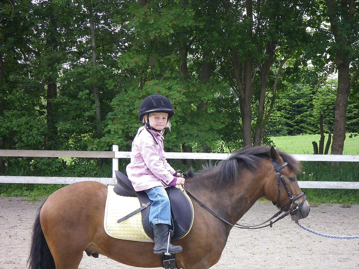 Welsh Pony af Cob-type (sec C) LL. Lundsgårds Jeppe billede 4