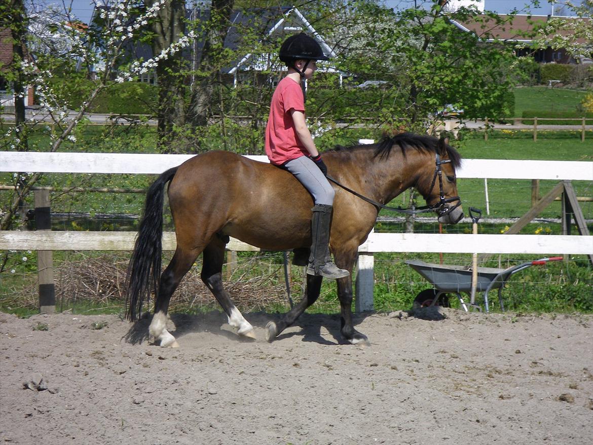 Welsh Pony af Cob-type (sec C) LL. Lundsgårds Jeppe billede 5