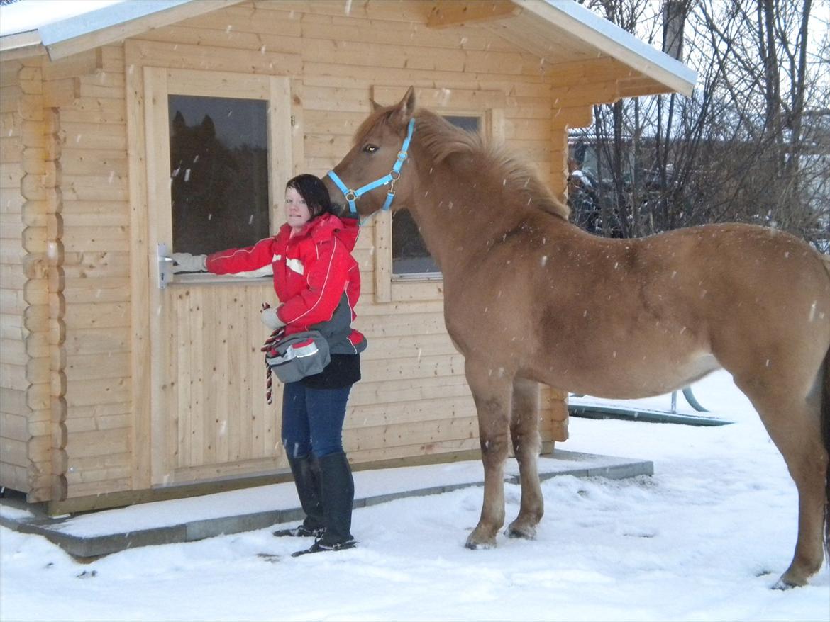 Anden særlig race Dreamhorse's Caf'e Creamy  - Banke banke på er der nogen hjemme (:  billede 11