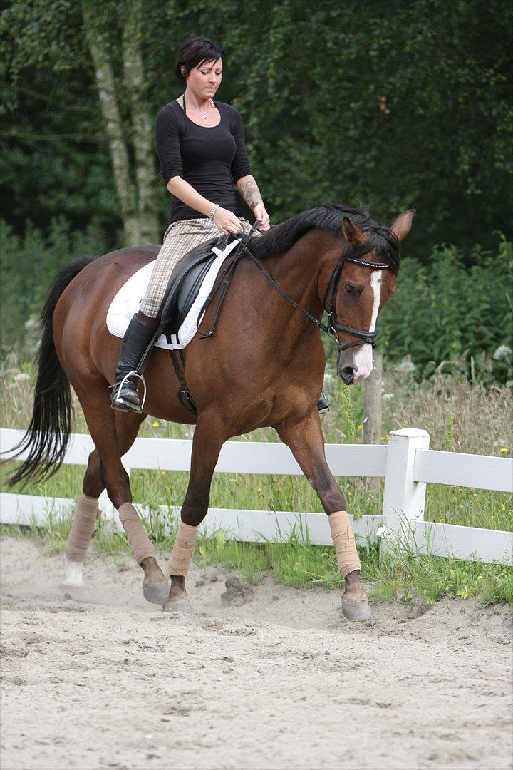 Anden særlig race Shahs Poseidon Dihanto 'tidl. hest' - Fotograf Flemming Scully
 billede 6