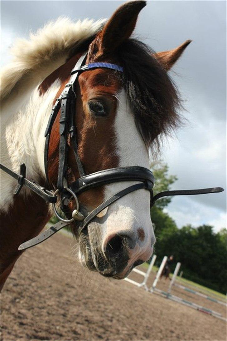 Anden særlig race Mr. Blue<3 - Dejlige Blue! <3 billede 8