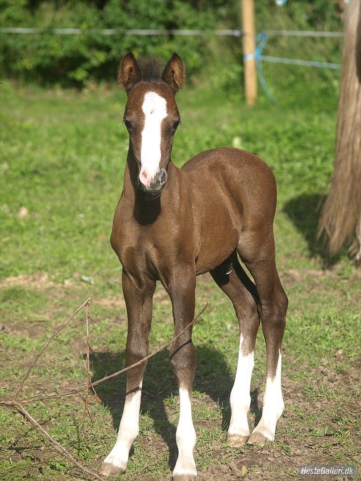 Welsh Partbred (Sec F)  Lyngdals Womanizer  billede 5