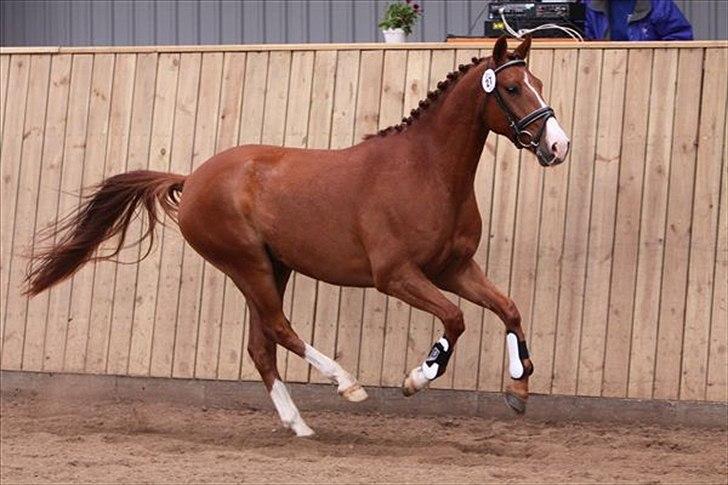 DSP Amman<3 B-PONY!  billede 3