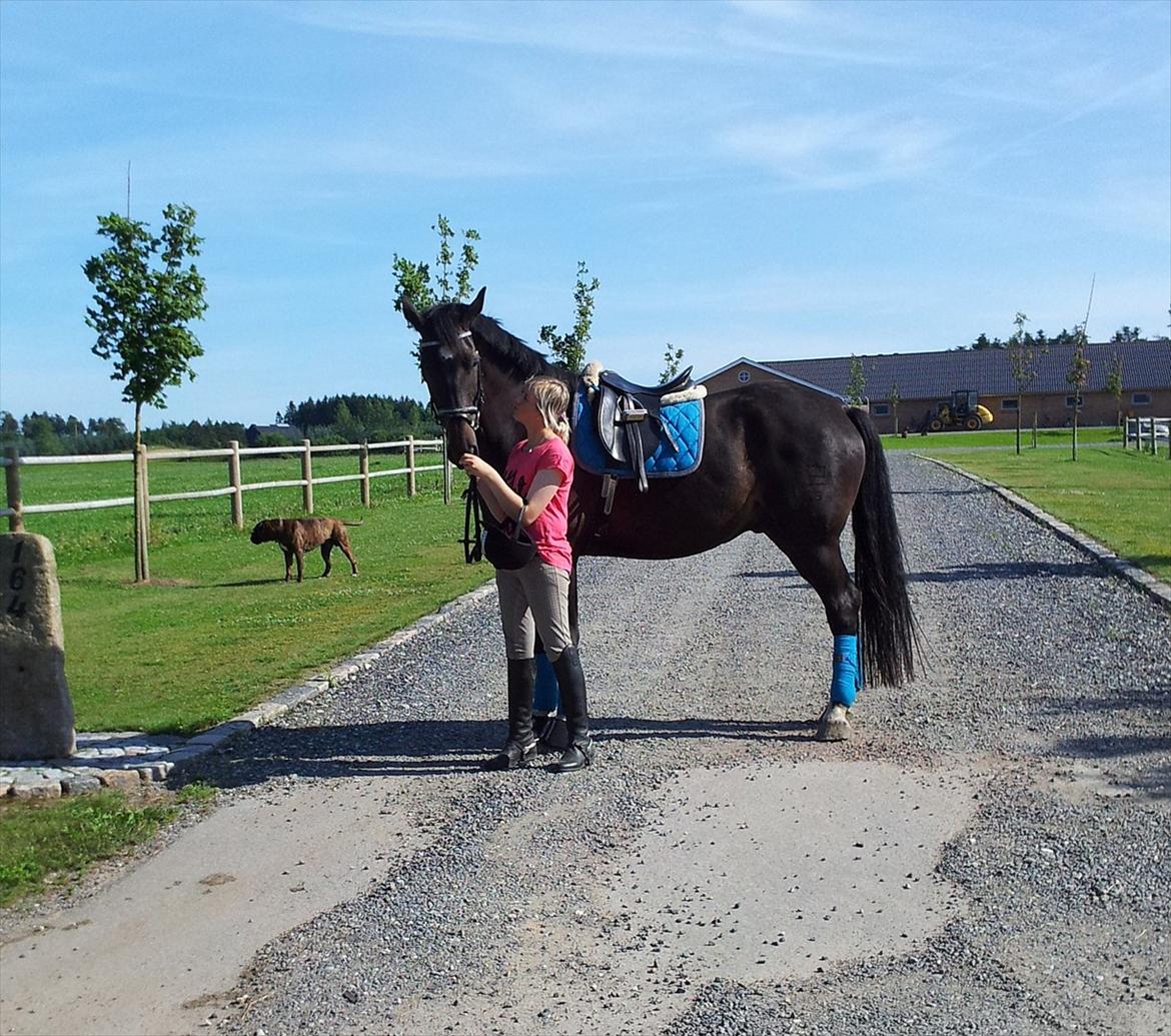 Dansk Varmblod Faustino *SOLGT* billede 1