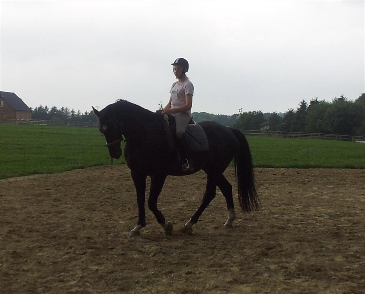 Dansk Varmblod Faustino *SOLGT* billede 2