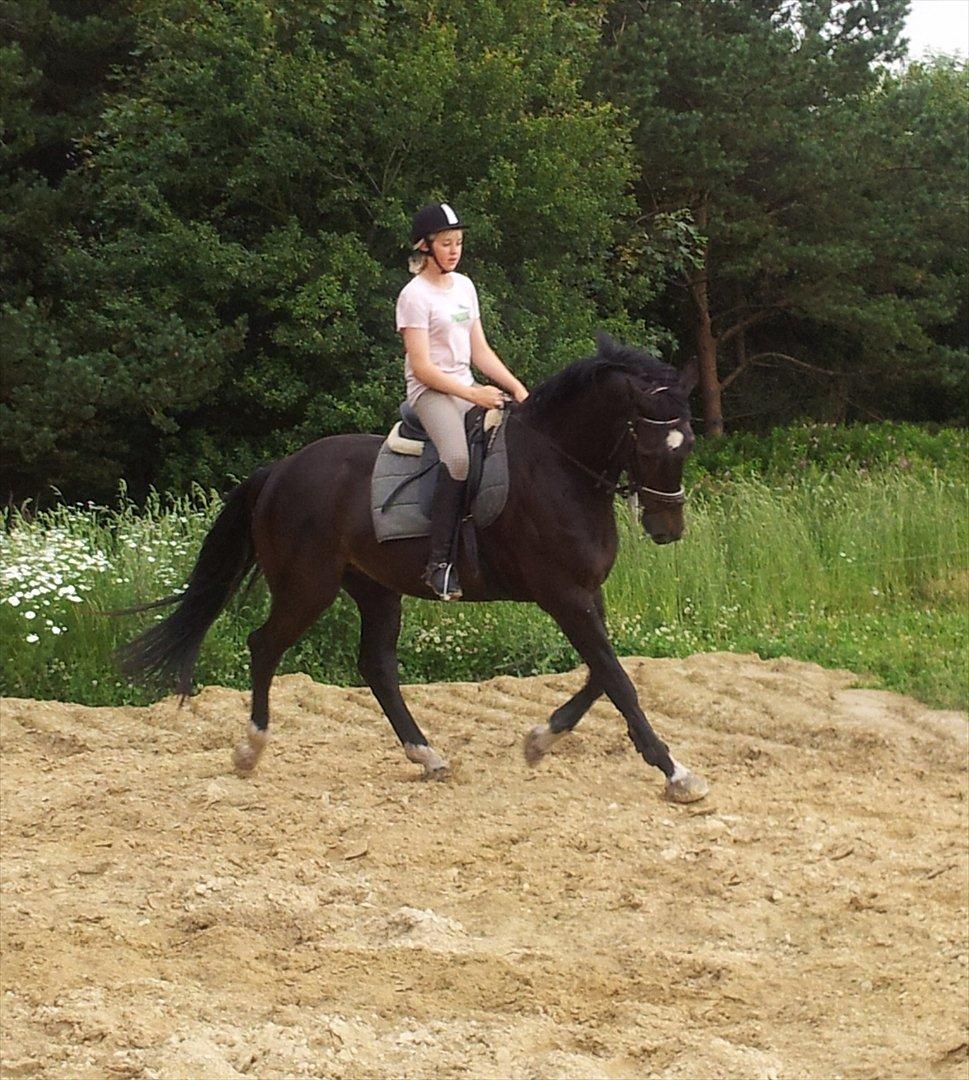 Dansk Varmblod Faustino *SOLGT* billede 3