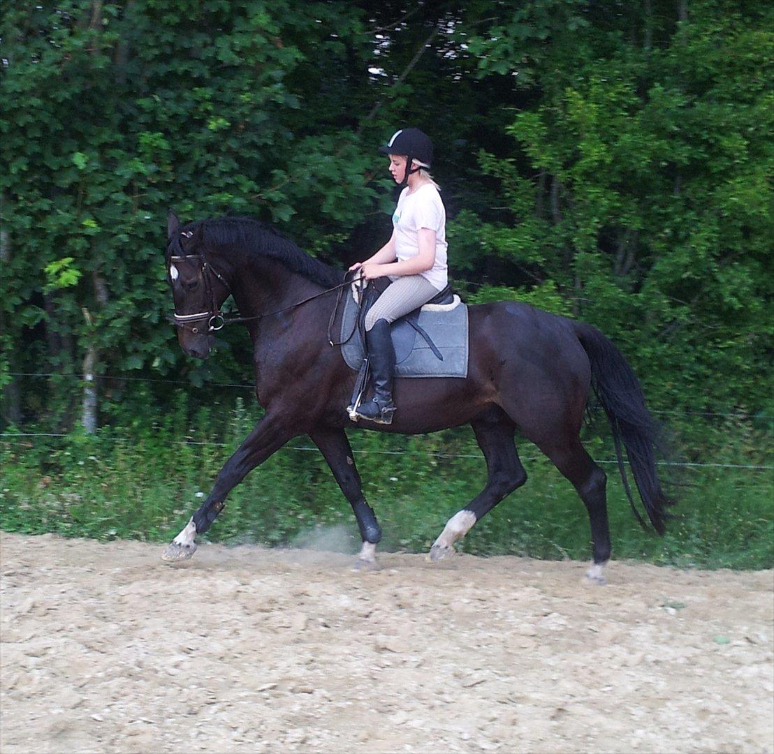 Dansk Varmblod Faustino *SOLGT* billede 4