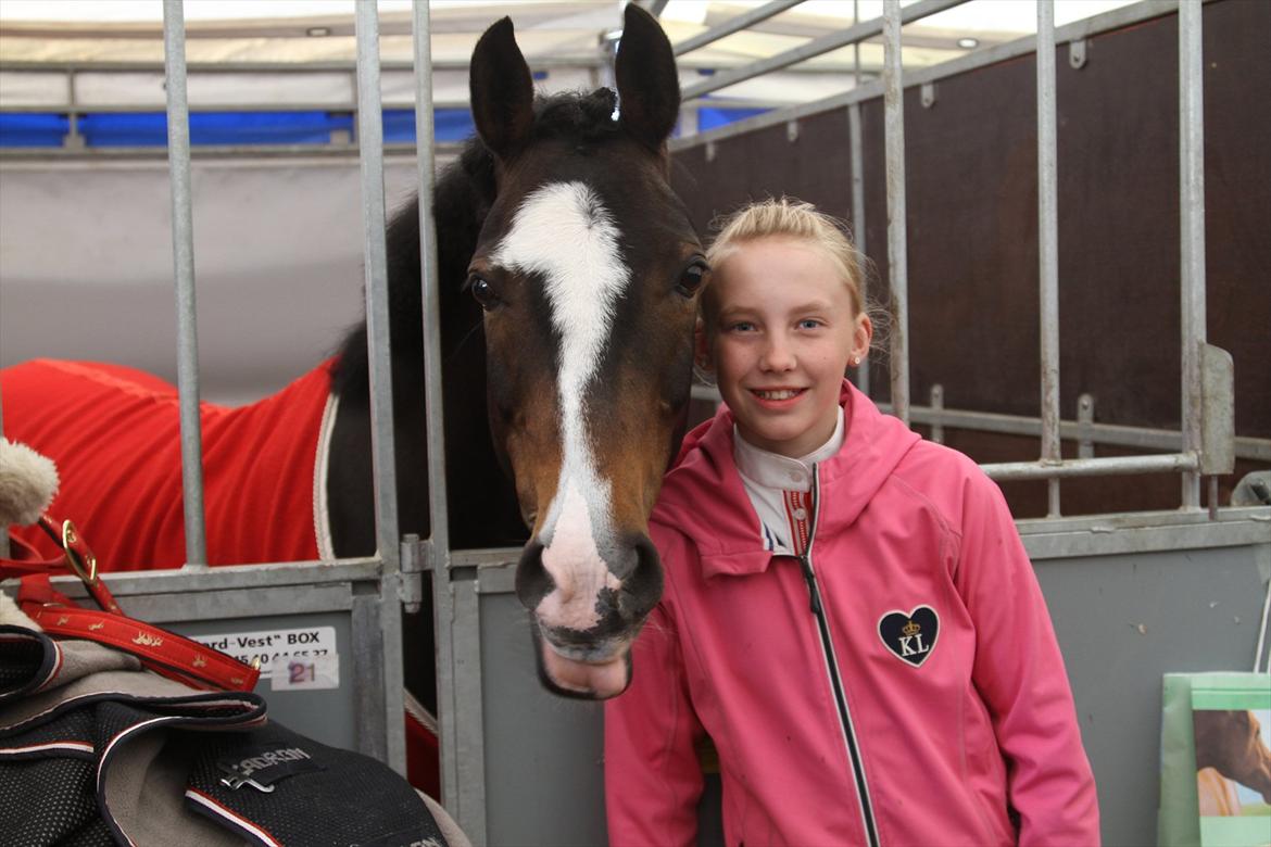 Anden særlig race Orient - Solgt - 1.mig og oggy til c stævne i billund  billede 1