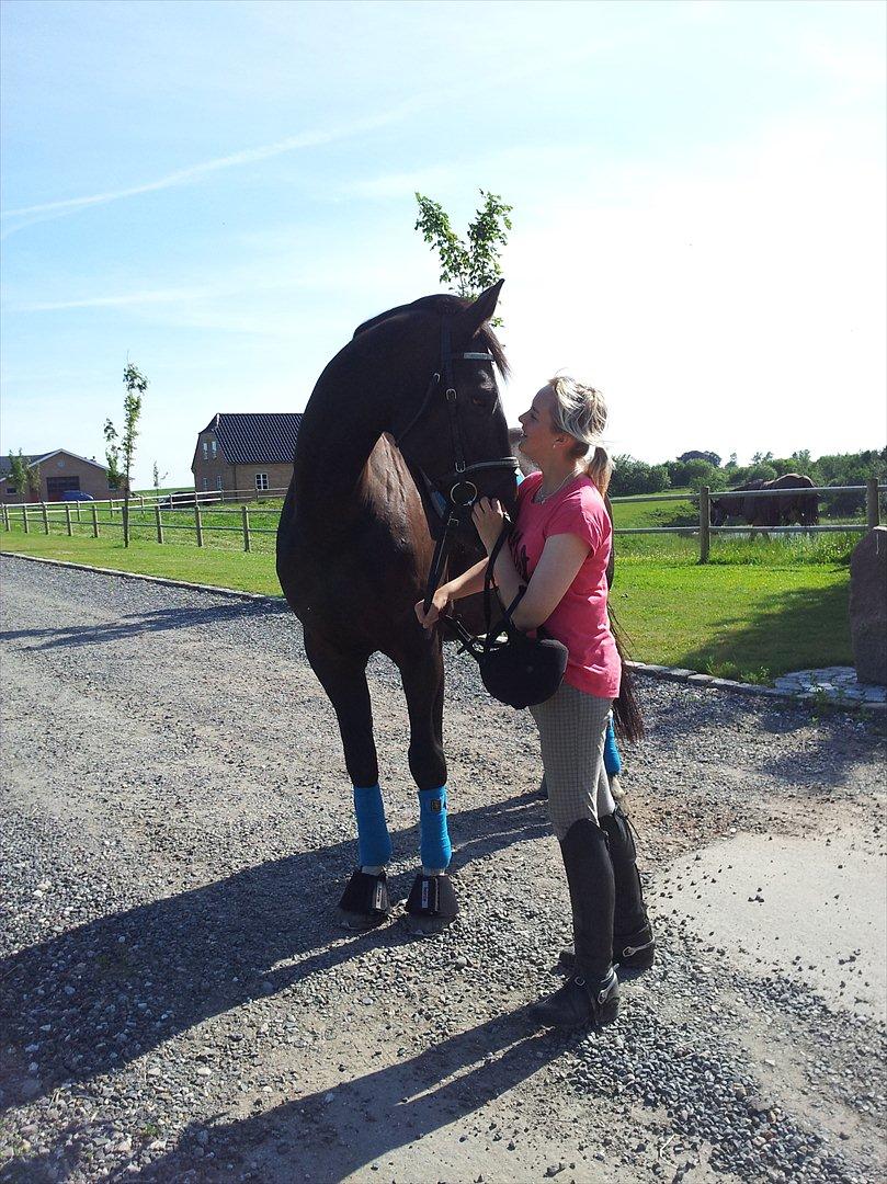 Dansk Varmblod Faustino *SOLGT* billede 5