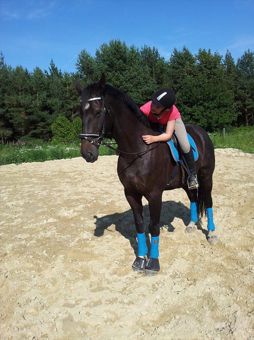 Dansk Varmblod Faustino *SOLGT* billede 6