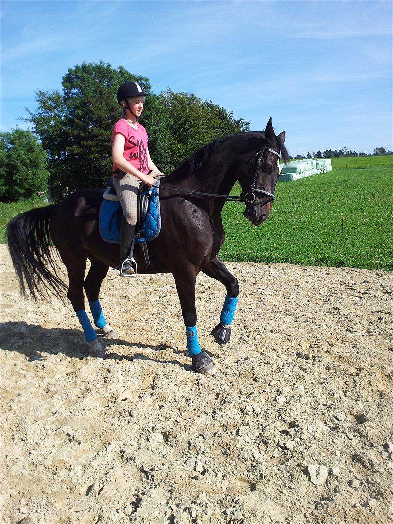 Dansk Varmblod Faustino *SOLGT* billede 7