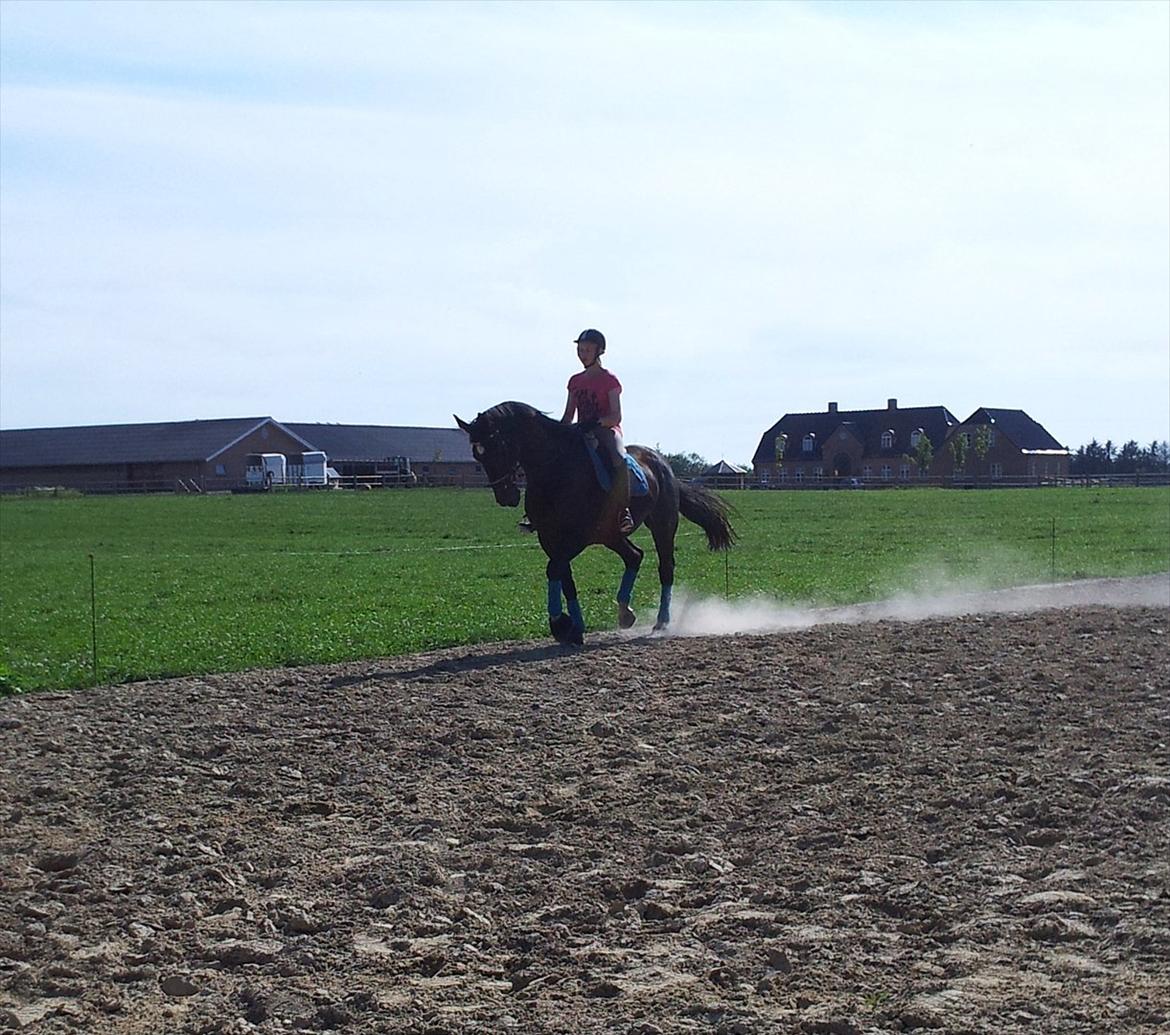 Dansk Varmblod Faustino *SOLGT* billede 8