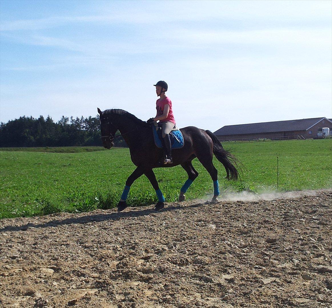 Dansk Varmblod Faustino *SOLGT* billede 9