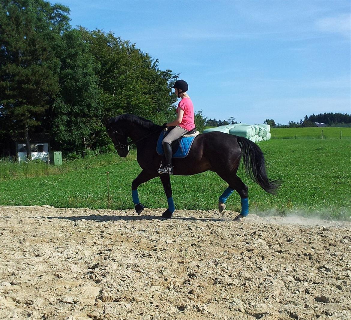 Dansk Varmblod Faustino *SOLGT* billede 10