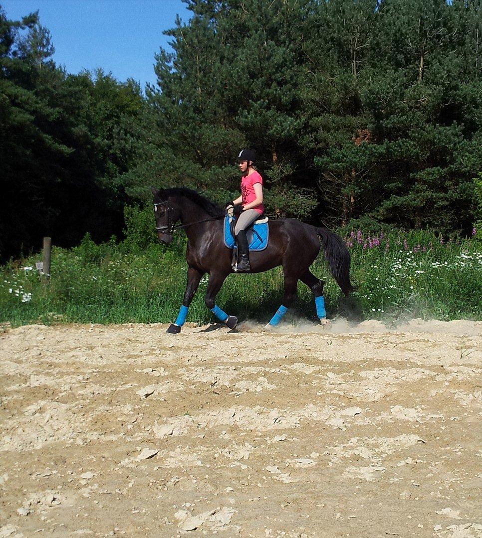 Dansk Varmblod Faustino *SOLGT* billede 11