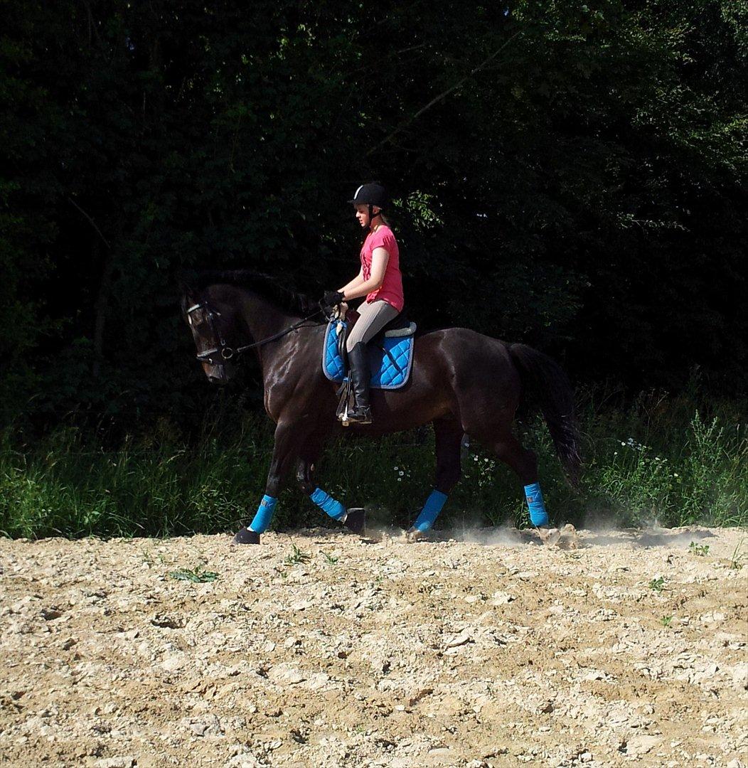 Dansk Varmblod Faustino *SOLGT* billede 12