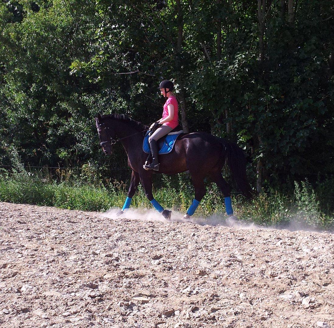 Dansk Varmblod Faustino *SOLGT* billede 13