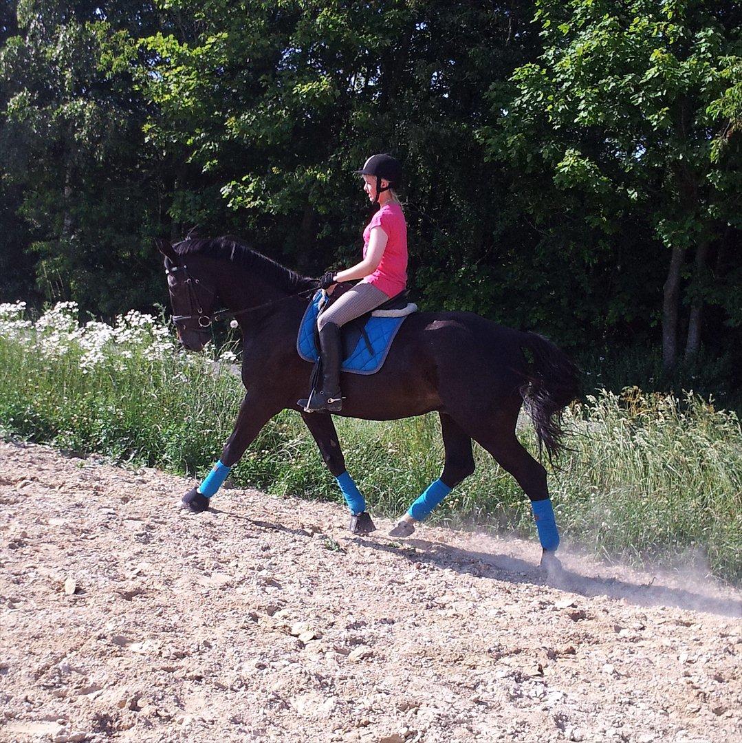 Dansk Varmblod Faustino *SOLGT* billede 14