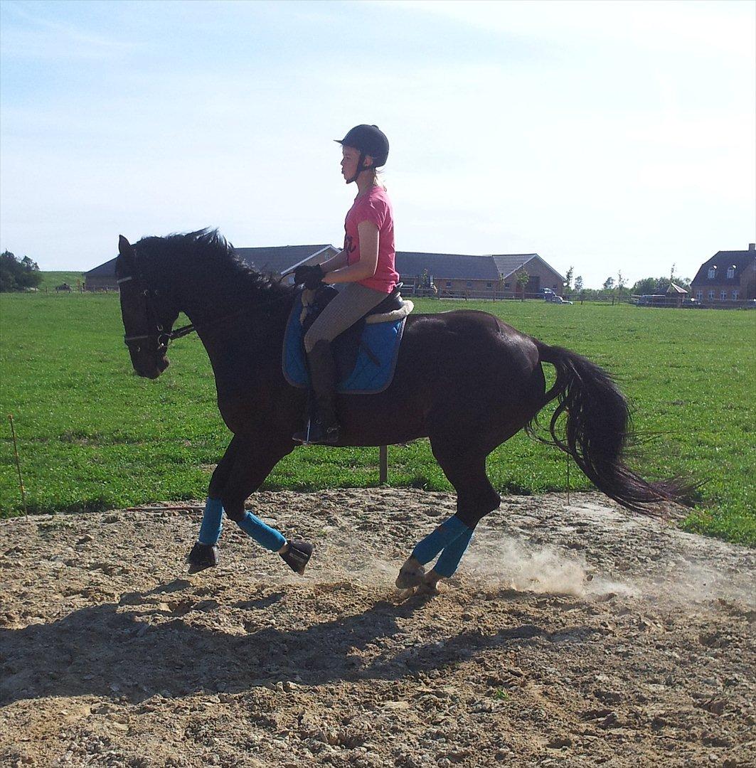 Dansk Varmblod Faustino *SOLGT* billede 15