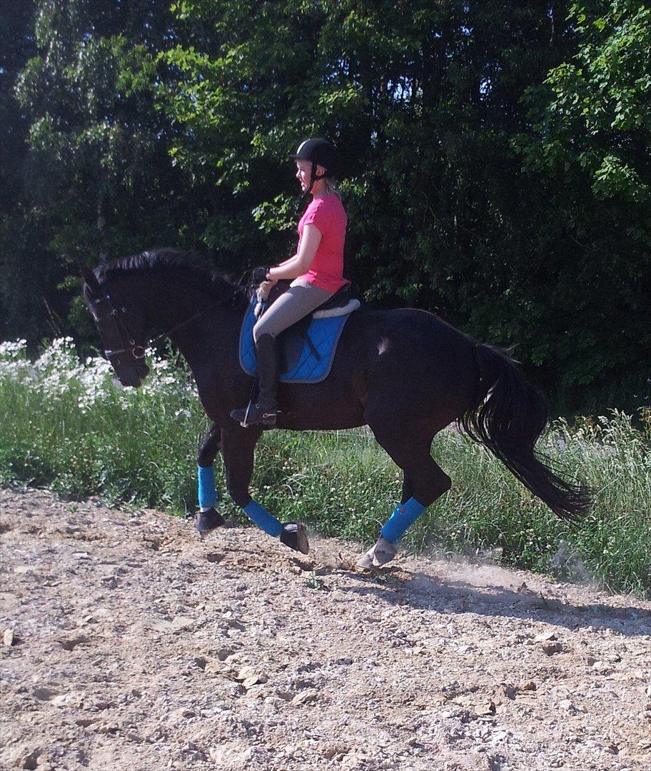 Dansk Varmblod Faustino *SOLGT* billede 16