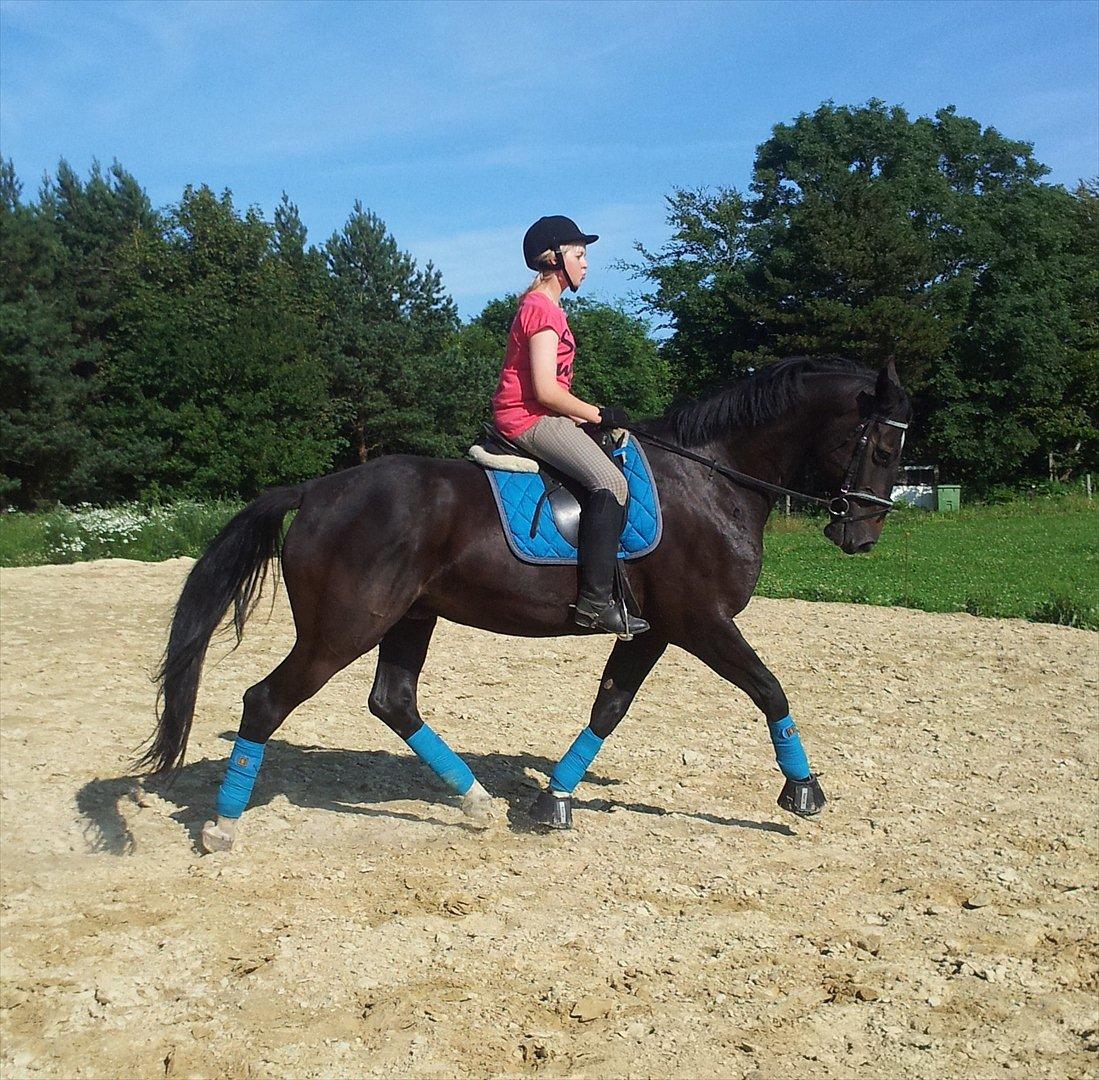 Dansk Varmblod Faustino *SOLGT* billede 17