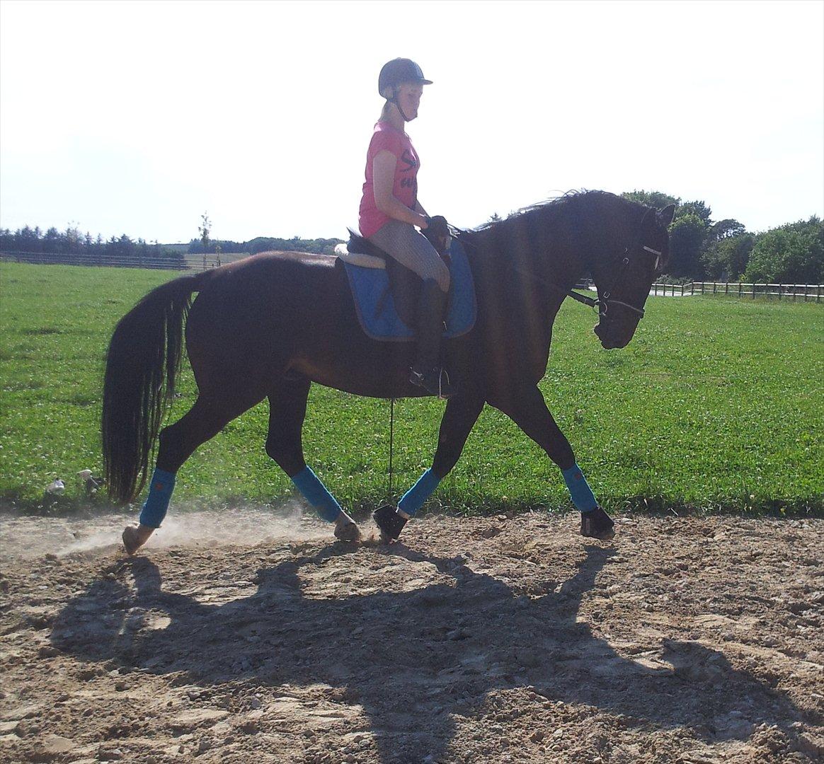 Dansk Varmblod Faustino *SOLGT* billede 18