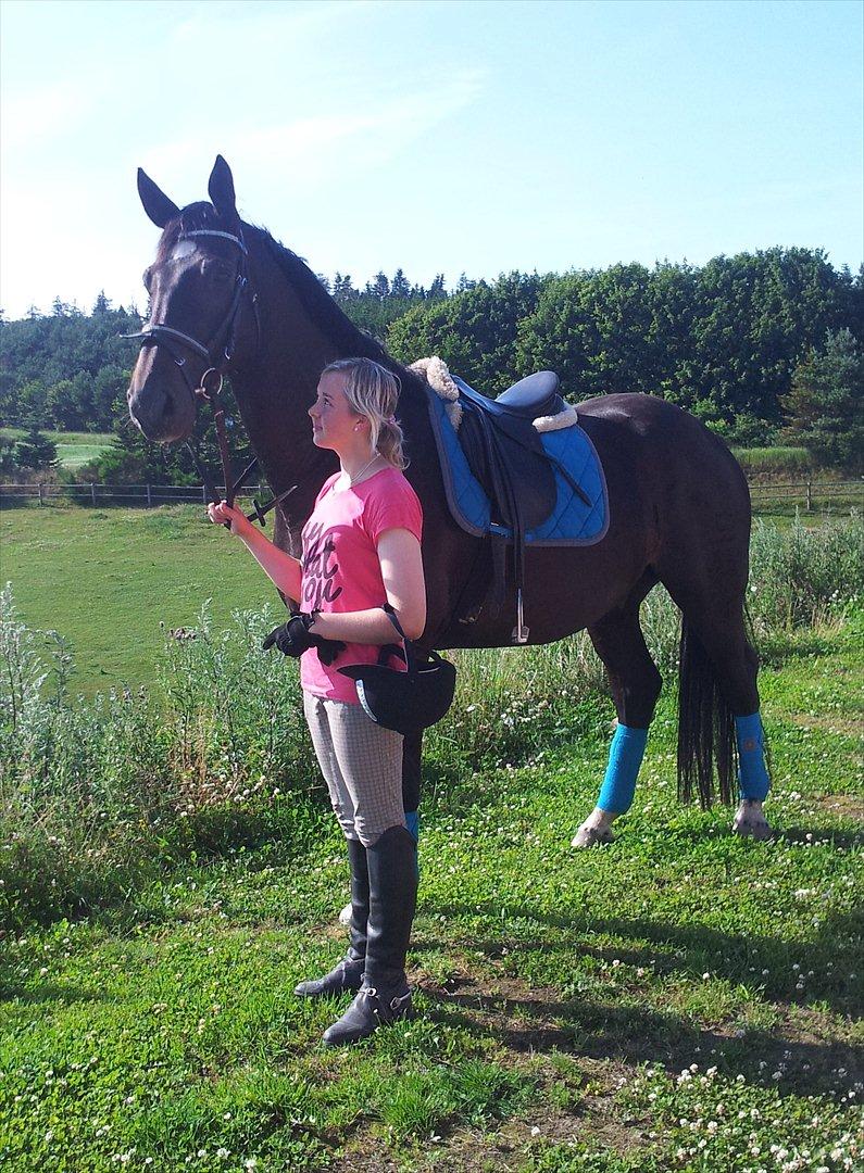 Dansk Varmblod Faustino *SOLGT* billede 19