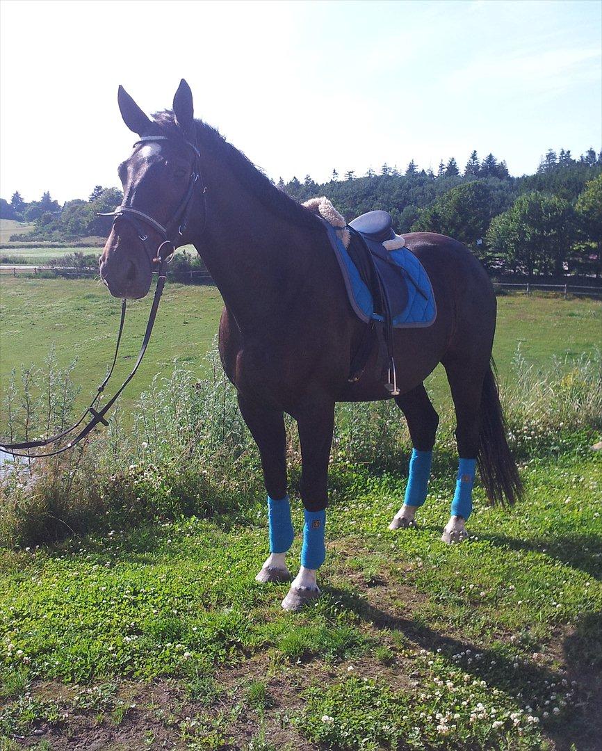 Dansk Varmblod Faustino *SOLGT* billede 20