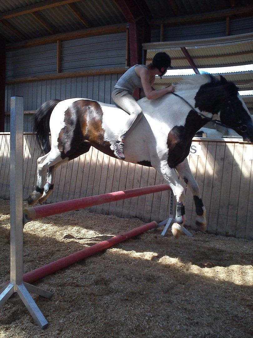 Anden særlig race laban/panda billede 6
