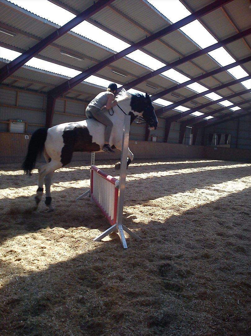 Anden særlig race laban/panda billede 7