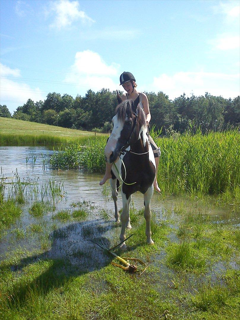 Anden særlig race laban/panda billede 9