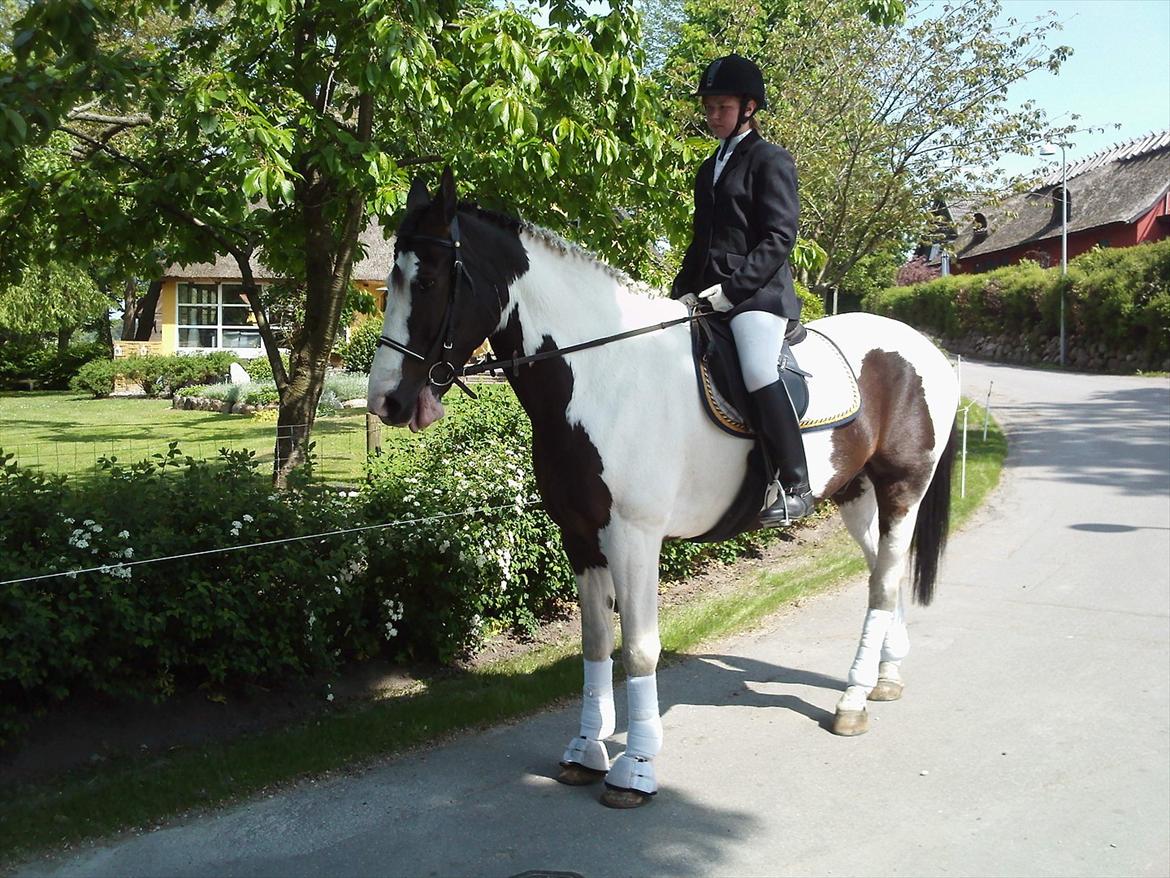 Anden særlig race laban/panda billede 10