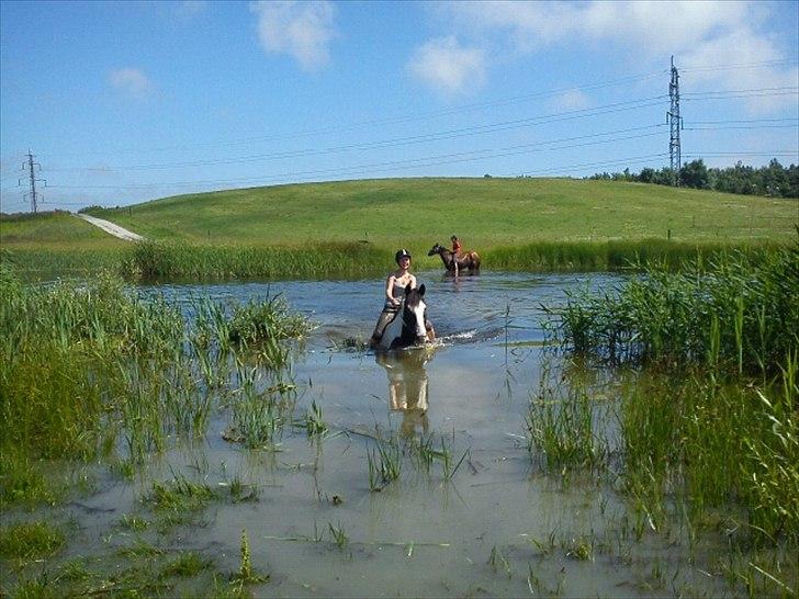 Anden særlig race laban/panda billede 11
