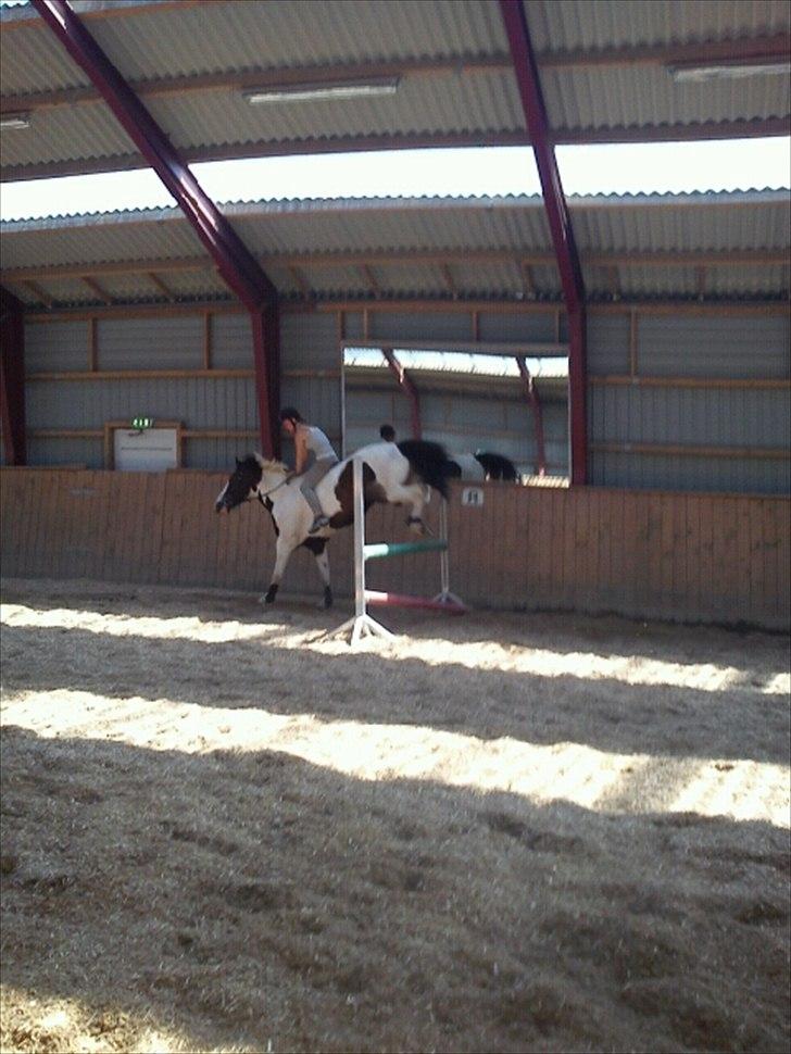 Anden særlig race laban/panda billede 12