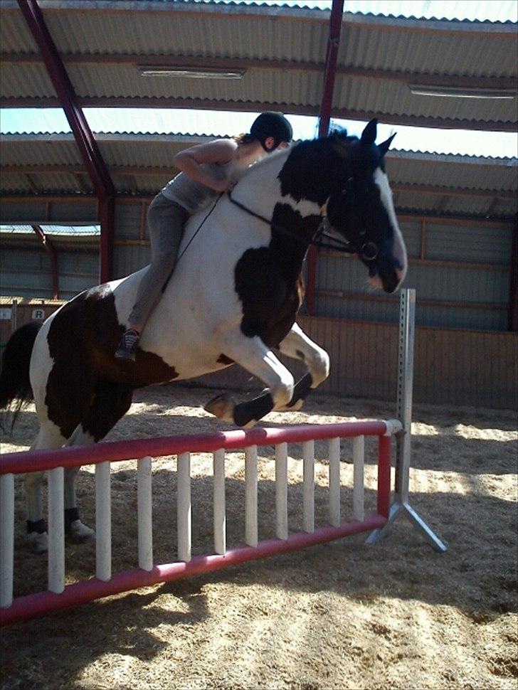 Anden særlig race laban/panda billede 13