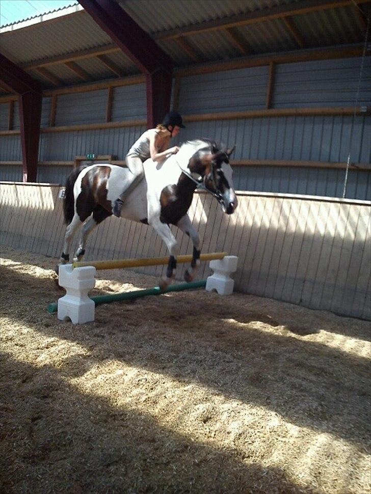 Anden særlig race laban/panda billede 14