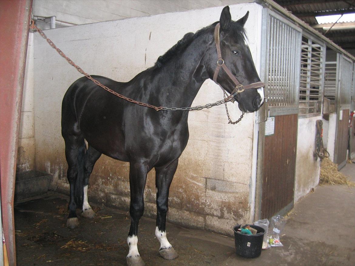 Dansk Varmblod Five O One billede 4