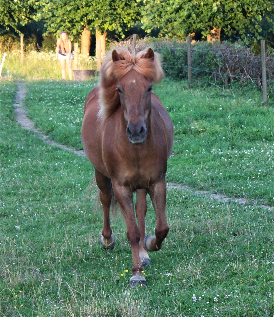 Islænder Vigdis fra Grastenhus - You'll always be in my heart! ♥ billede 6