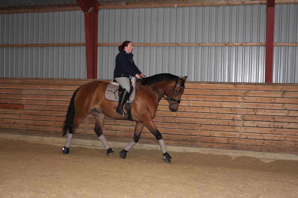 Hollandsk Varmblod Zaziezazou " Zazu" <3 [Tidl. hest] ;( - forår 2011 billede 6