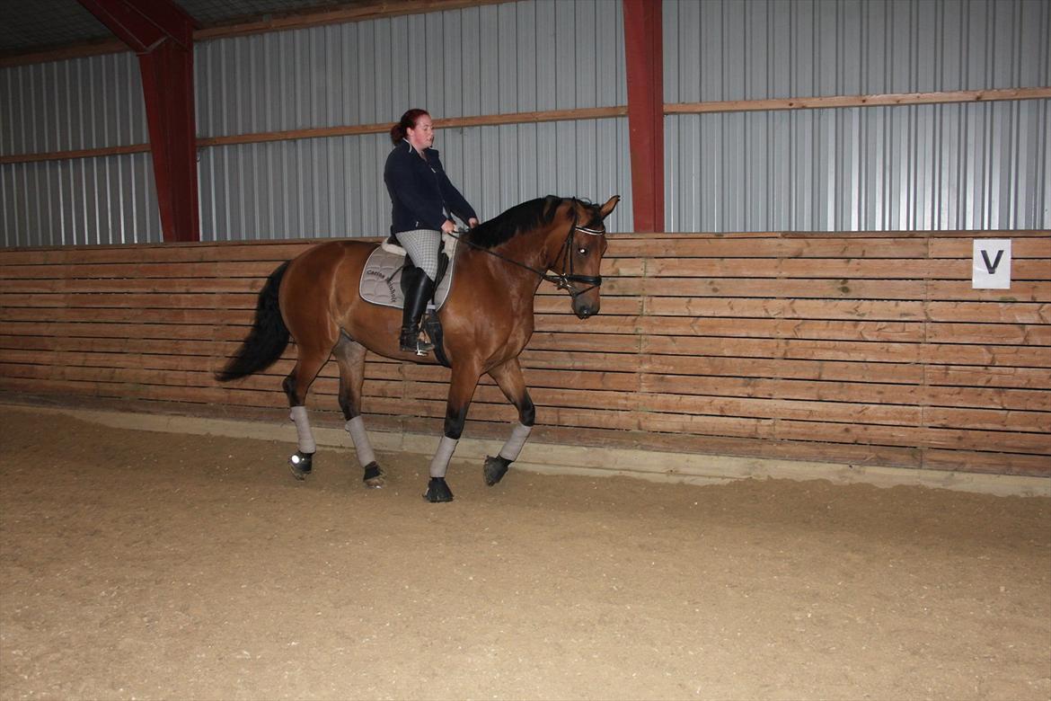 Hollandsk Varmblod Zaziezazou " Zazu" <3 [Tidl. hest] ;( - forår 2011 billede 7