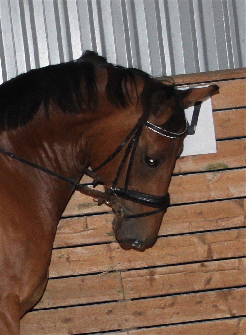 Hollandsk Varmblod Zaziezazou " Zazu" <3 [Tidl. hest] ;( - forår 2011 billede 11