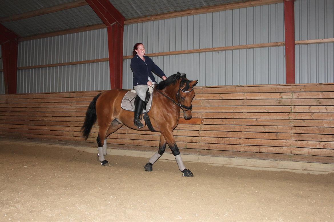 Hollandsk Varmblod Zaziezazou " Zazu" <3 [Tidl. hest] ;( - forår 2011 billede 9