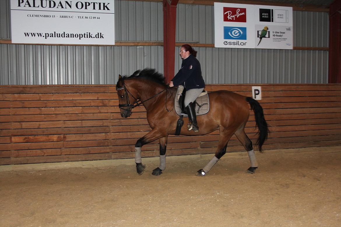 Hollandsk Varmblod Zaziezazou " Zazu" <3 [Tidl. hest] ;( - forår 2010 billede 14