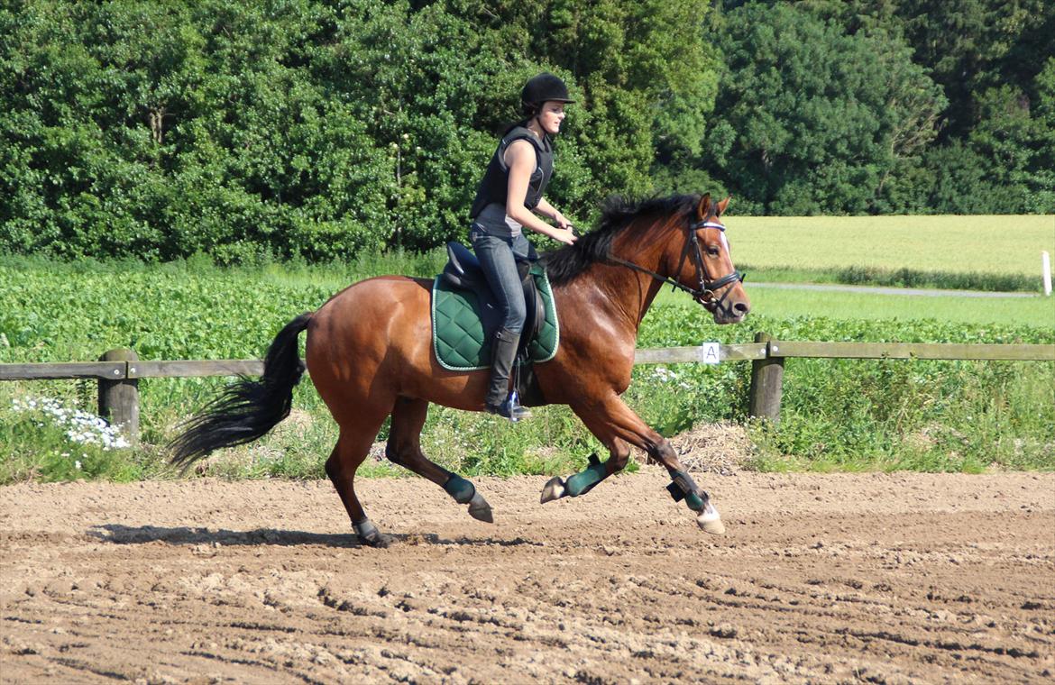Anden særlig race  Pardo - A Part Of Me! :* - Du er en stjerne hest! :D  billede 15