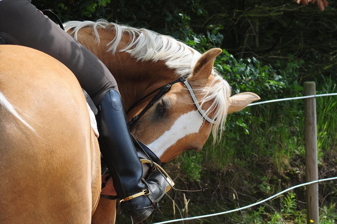 Palomino Tori - Taget og redigeret af Melissa Alice billede 2