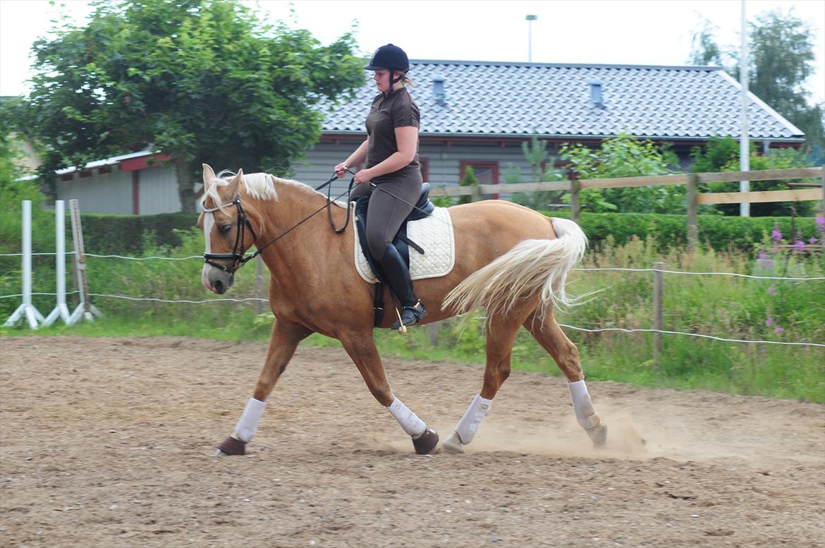 Palomino Tori - Taget af Melissa Alice billede 9