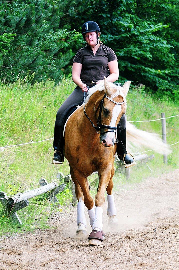 Palomino Tori - Taget og redigeret af Melissa Alice billede 3