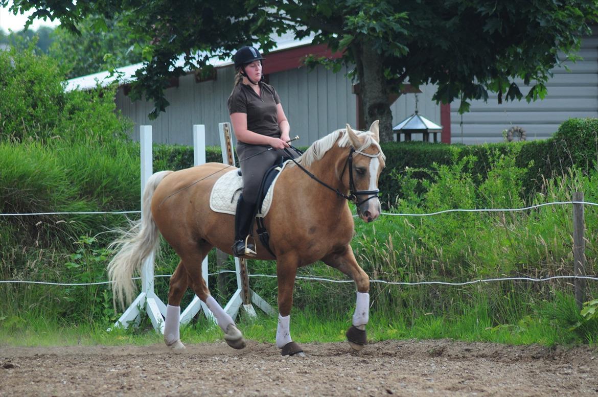 Palomino Tori - Taget af Melissa Alice billede 8