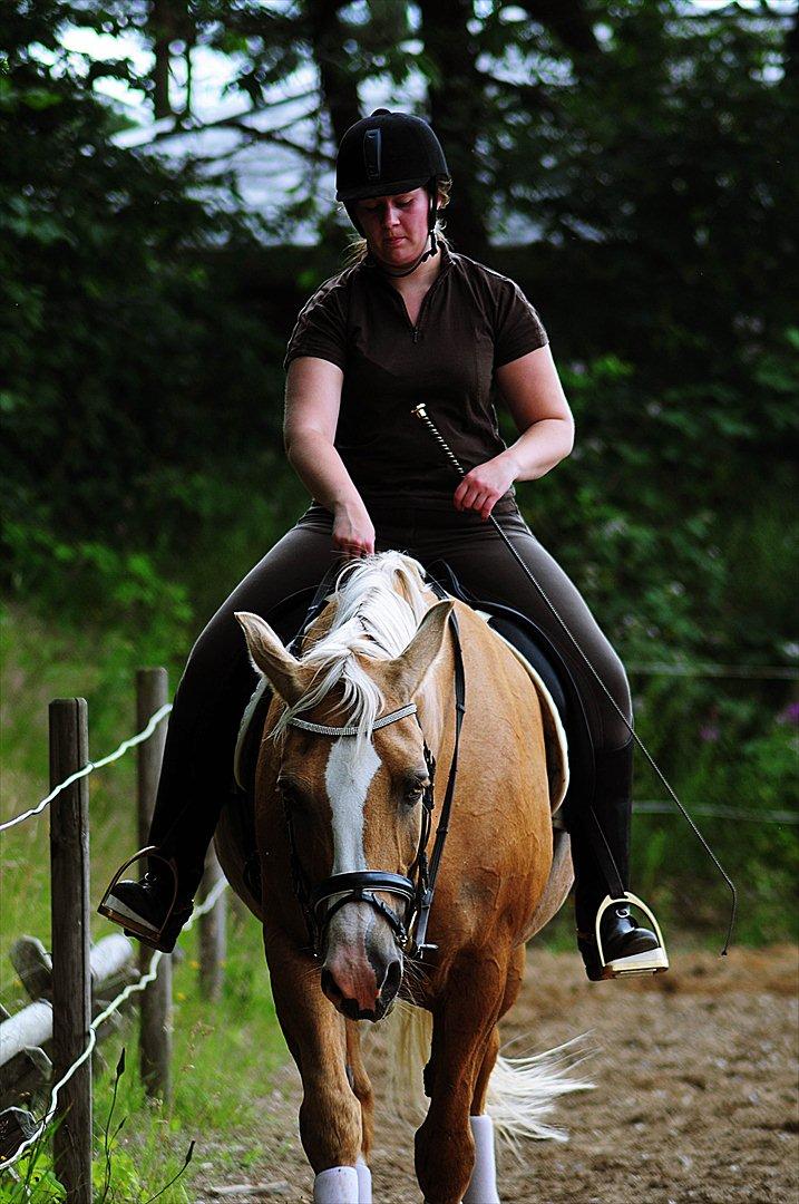 Palomino Tori - Taget af Melissa Alice billede 6